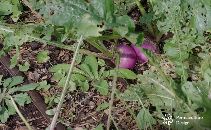 Radis dans ferme en maraîchage agroécologique.