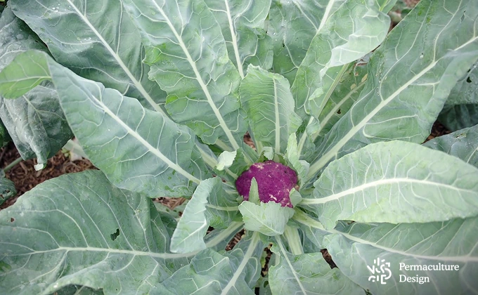 Choux fleur dans ferme en maraîchage agroécologique.