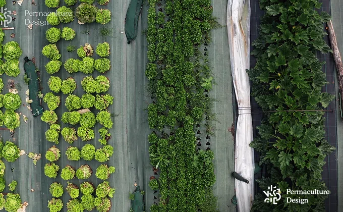 Planches de culture dans une ferme en maraîchage sur sol vivant.