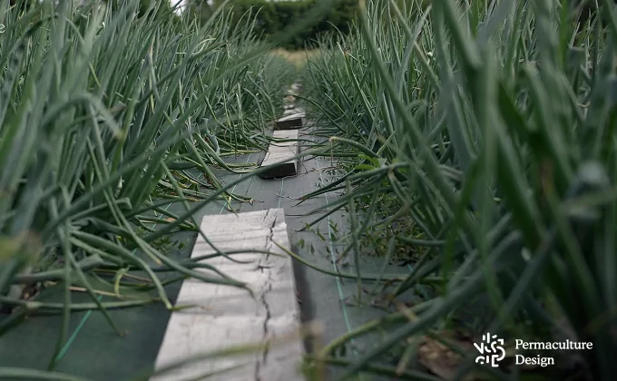 Planche légumes dans une ferme en maraîchage sur sol vivant.