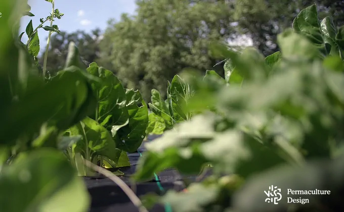 Légumes dans une ferme en maraîchage sur sol vivant.