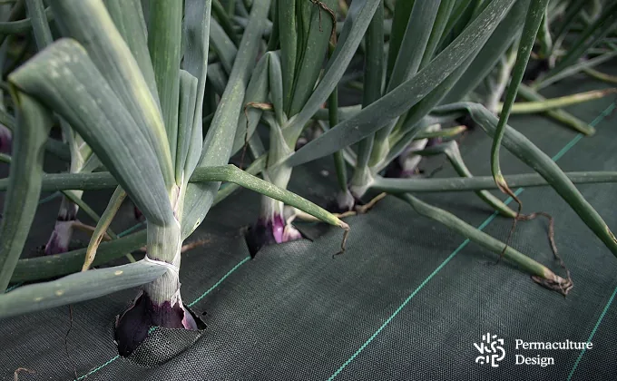 Légumes dans une ferme en maraîchage sur sol vivant.