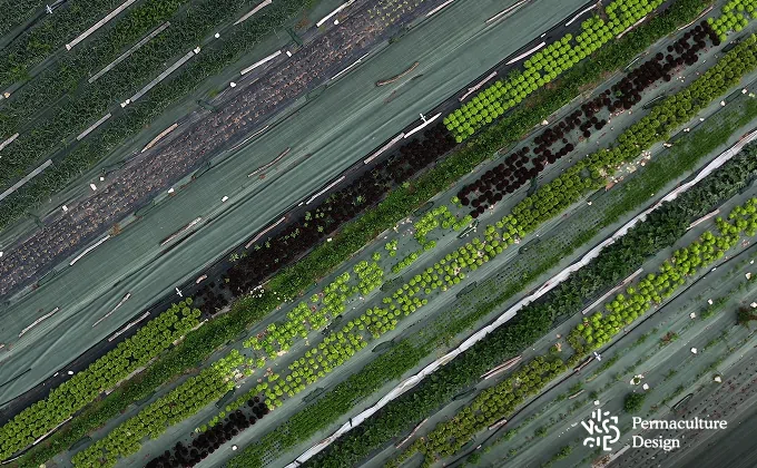 Planches de légumes dans une ferme en maraîchage sur sol vivant.