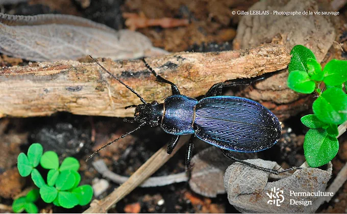 Le carabe est un prédateur des limaces et escargots.