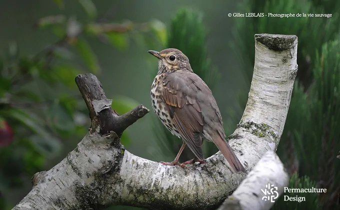 La grive musicienne est un prédateur des limaces et escargots.