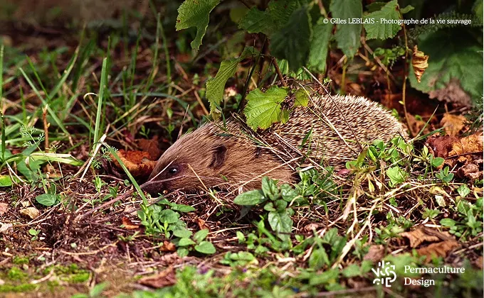Le hérisson est un prédateur des limaces et escargots.