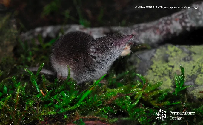 La musaraigne est un prédateur des limaces et escargots.