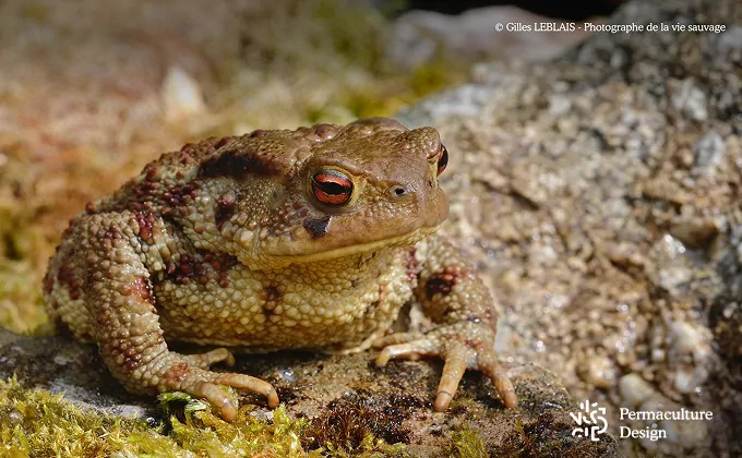 Le crapaud et la grenouille sont des prédateurs des limaces et escargots.