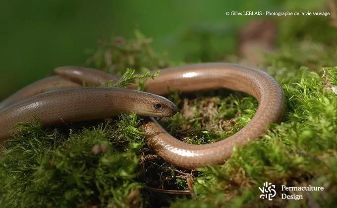 L'orvet est un prédateur des limaces et escargots.
