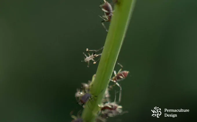 Prédateurs naturels des pucerons.