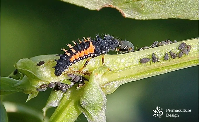La larve de coccinelle est un prédateur des pucerons.