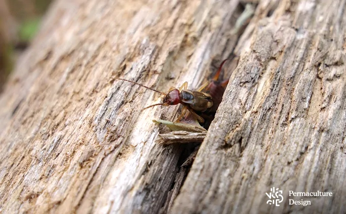 Le perce-oreille est un prédateur des pucerons.