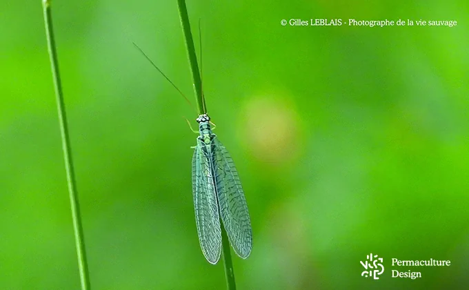 La chrysope est un prédateur des pucerons.