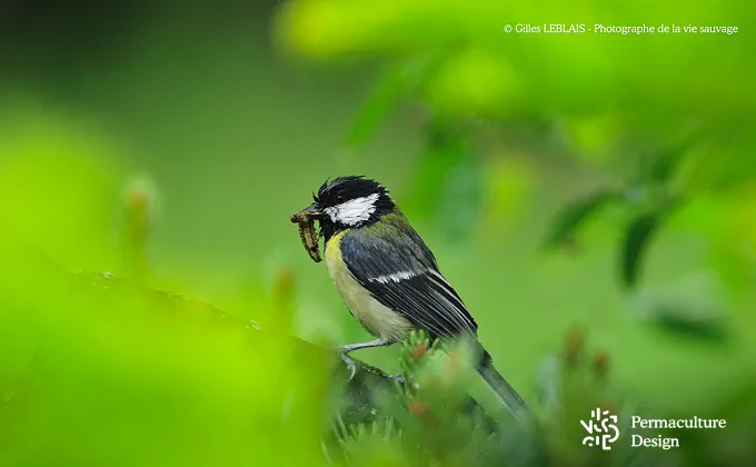 La mésange charbonnière est un prédateur des pucerons.