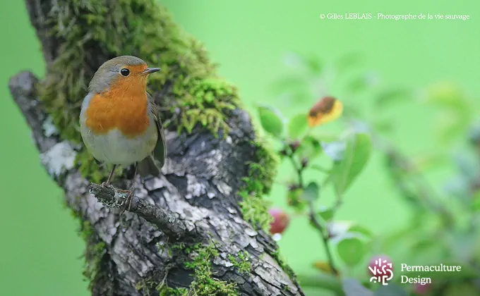 Le rouge-gorge est un prédateur des pucerons.