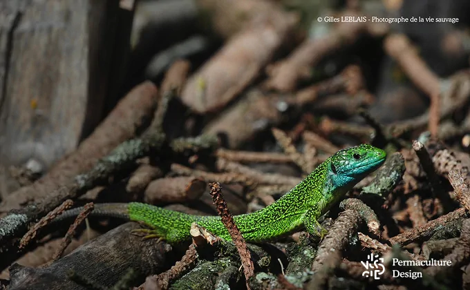 Le lézard vert est un prédateur des mulots et campagnols.