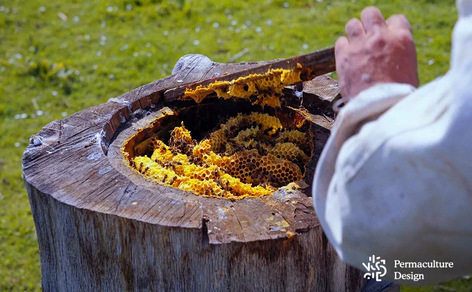 Ouverture d'une ruche tronc.