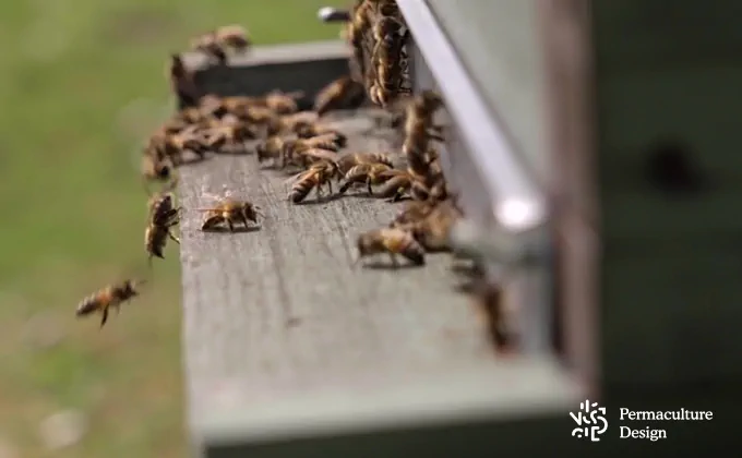 La piste d'envol sur une ruche naturelle et écologique.