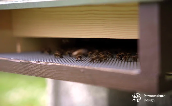 Piste d'envol d'une ruche écologique naturelle.