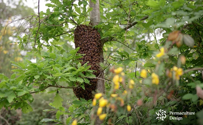 Essaim d'abeilles dans un arbre.