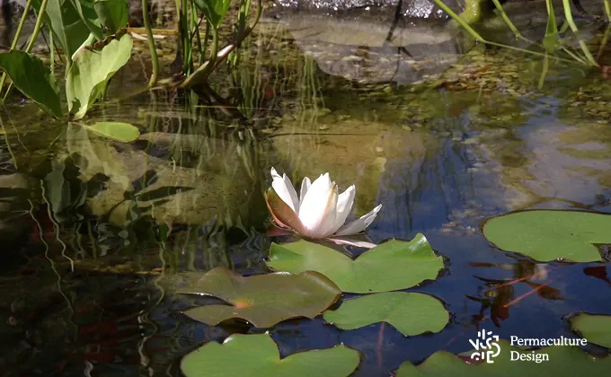 Fleur de nénuphar dans une mare naturelle.