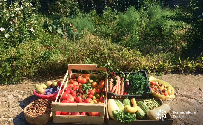 Récolte de légumes au potager en permaculture.