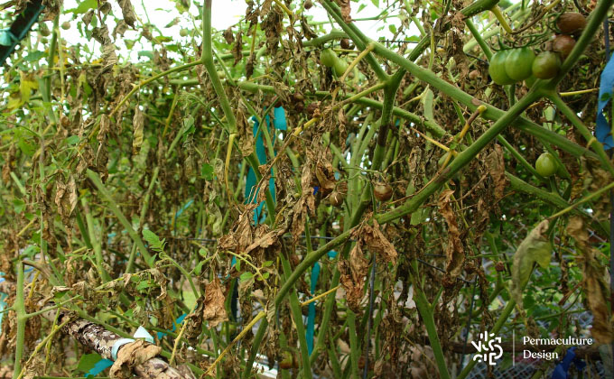 Culture de tomates ravagée par le mildiou.