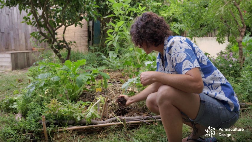 Petit jardin en permaculture en ville avec des buttes de culture où la terre est devenue fertile et bien structurée grâce aux apports répétés au fil des ans de matières organiques.