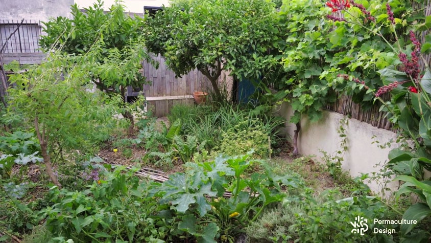 Des arbres au feuillage persistant (agrumes) font de l’ombre à la butte de culture la plus proche qui accueille, par conséquent, des cultures adaptées à ces conditions d’ensoleillement réduit.