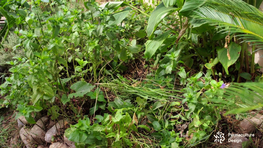 Ancienne spirale aromatique reconvertie en micropépinière où sont jetés des noyaux de fruits pour en faire des plants.