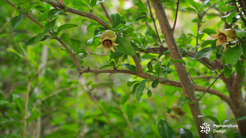 Grenadier servant à la fois de brise-vue, brise-vent et arbre fruitier produisant des kilos de grenades.