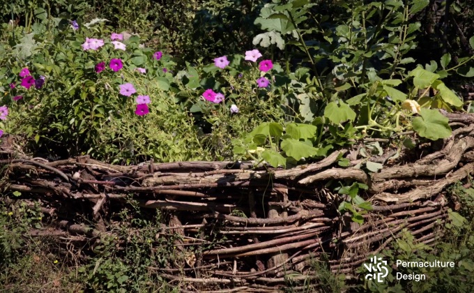 Muret de branchages tressés avec les résidus de tailles en trogne ou en têtard.