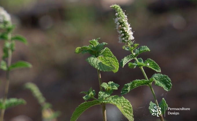 Gros plan sur des sommités fleuries de menthe poivrée, faisant partie de la liste des plantes médicinales intéressantes au jardin.