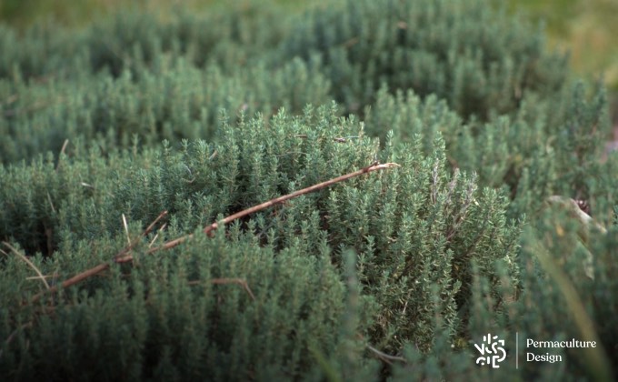 Parterre de thym commun dans un jardin de plantes médicinales.