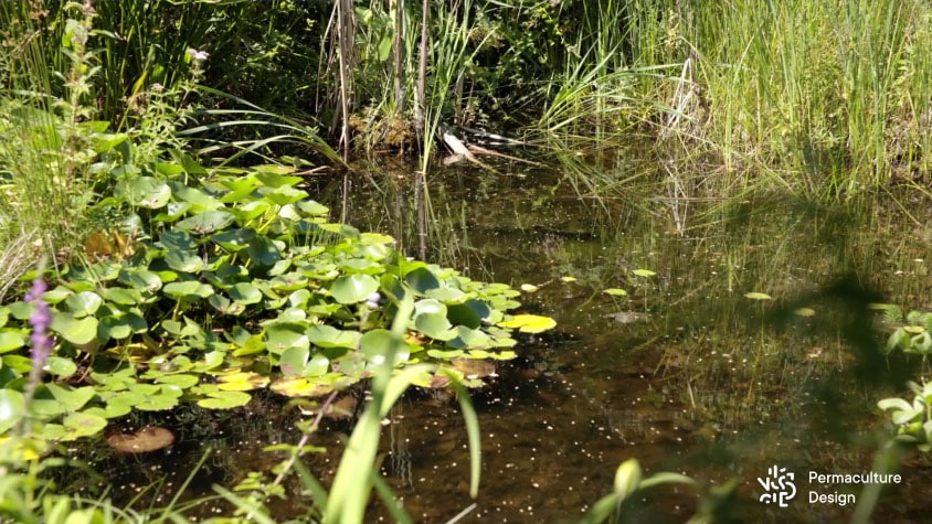 Une mare naturelle avec ses plantes aquatiques.
