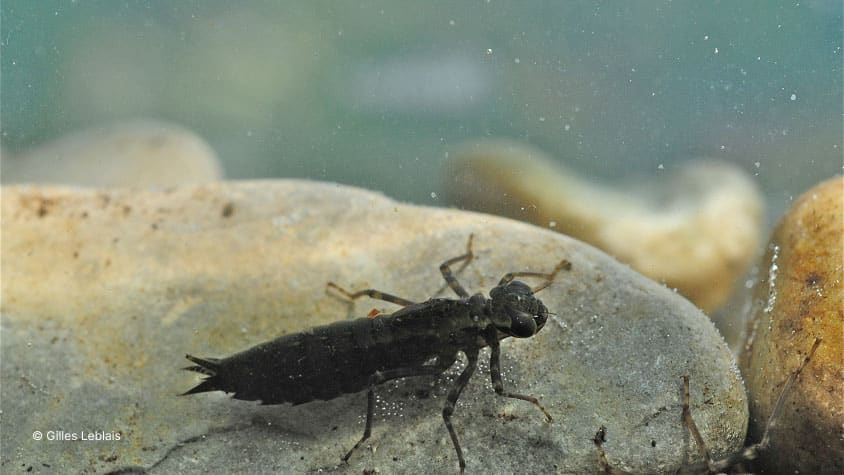 La larve de libellule - Prédateur de moustiques