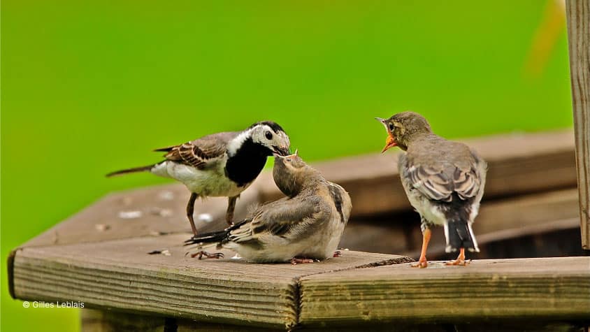 Bergeronette Grise - Prédateur de moustiques