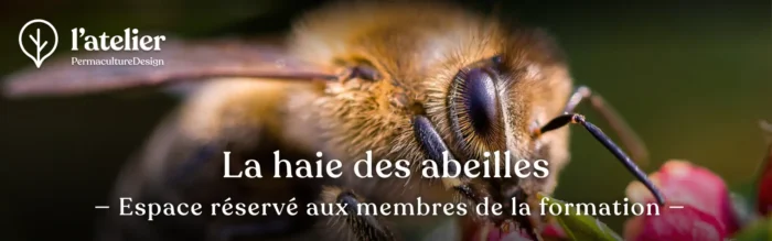 Formation permaculture La haiue des abeilles