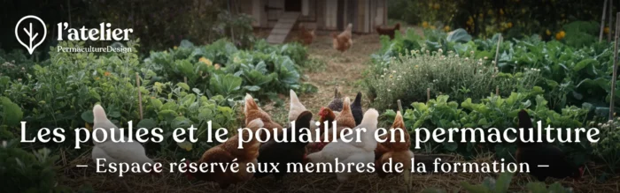 Formation permaculture Les poules et le poulailler en permaculture