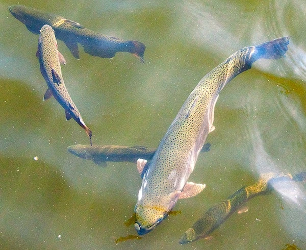 Ecosystème en aquaponie grâce aux principes de permaculture