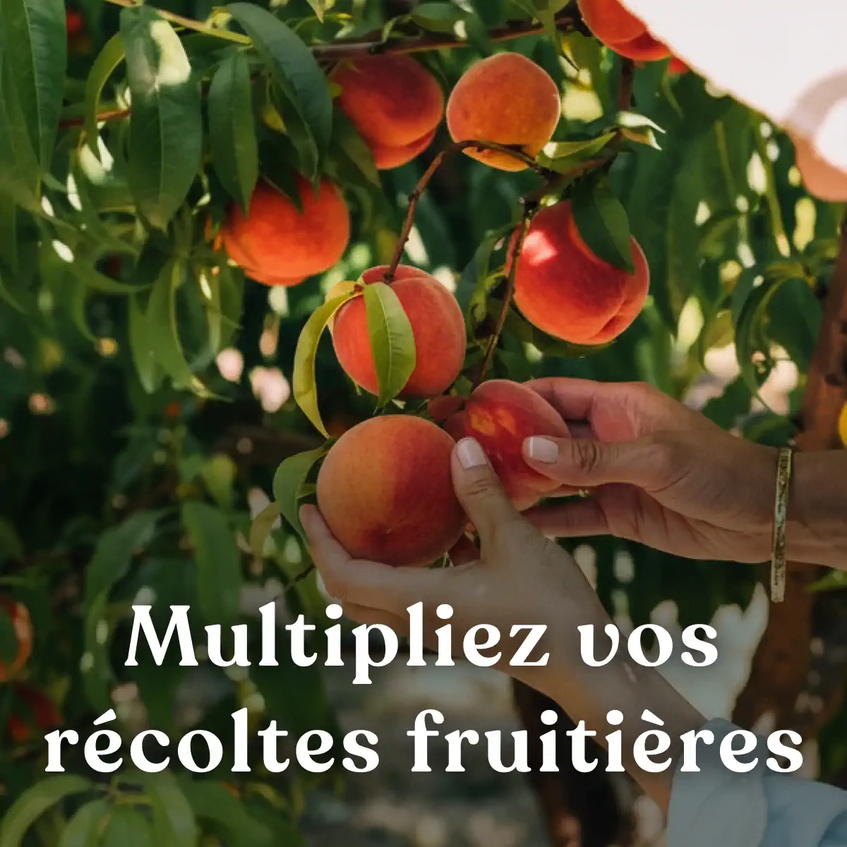 Les guildes autour des arbres fruitiers