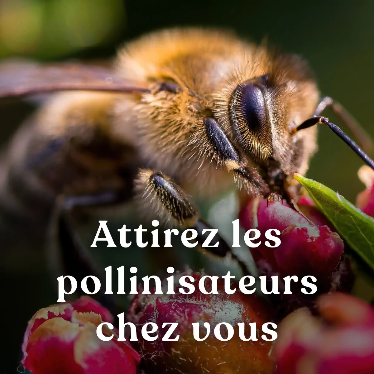 La haie des abeilles