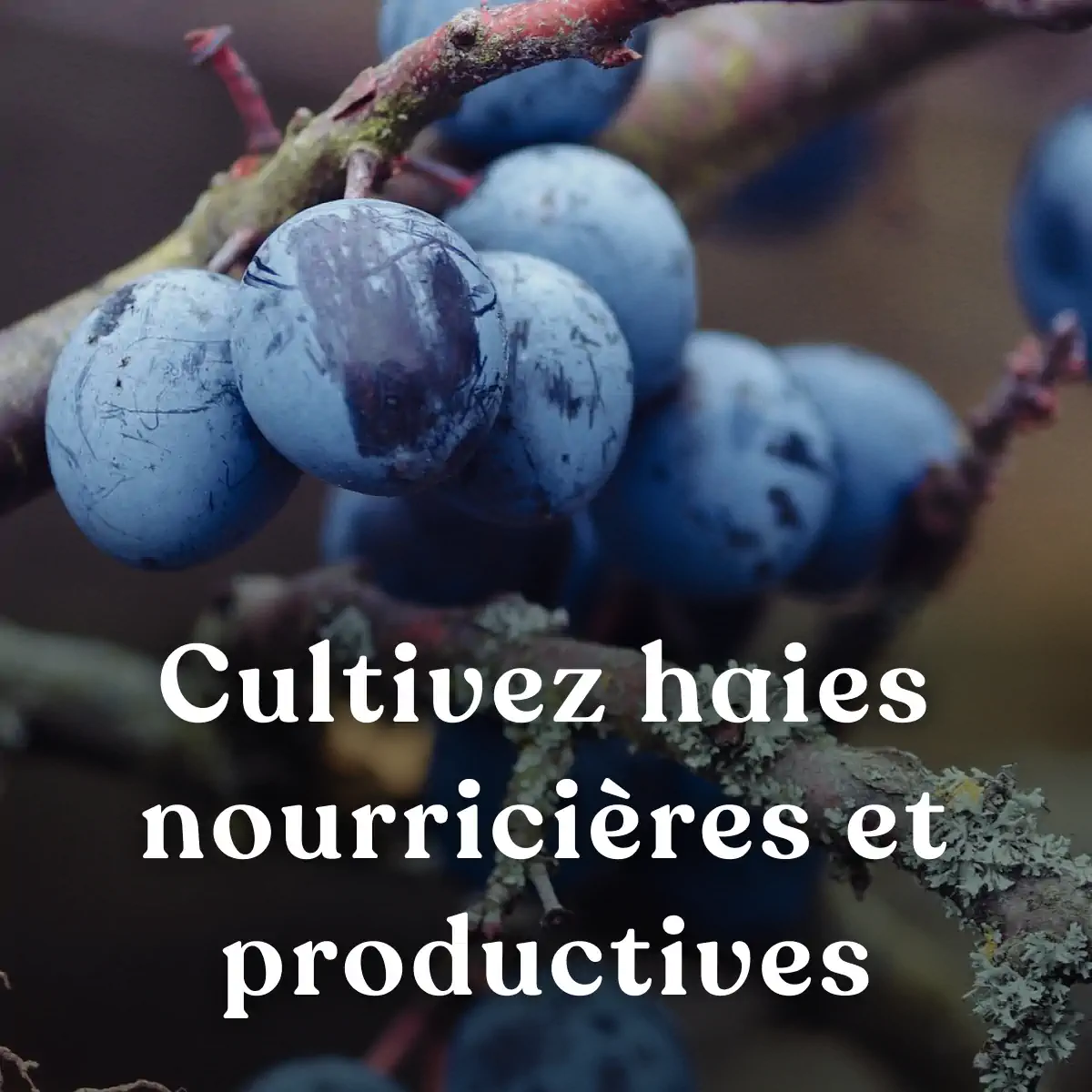 FT009 PV1 formation-permaculture-haies-production-autonomie