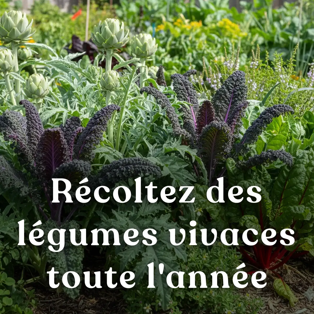 FV002 PV1 formation-permaculture-potager-3p-legumes-perpetuels