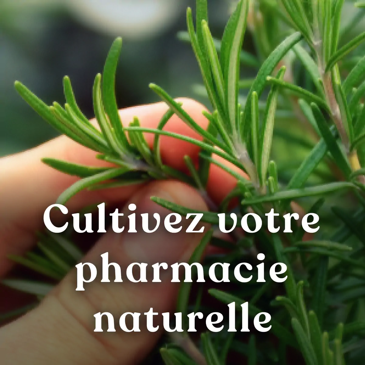 Je plante ma première pharmacie naturelle