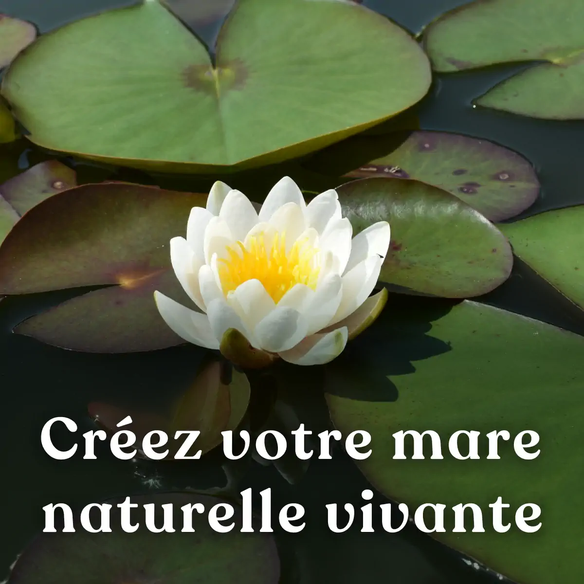 Créer une mare naturelle