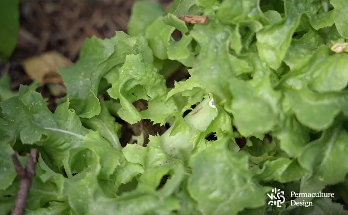 Salade potager jardin-forêt.