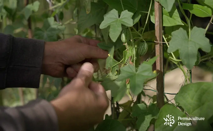 Récolte cucamelon dans un potager dans un jardin-forêt.