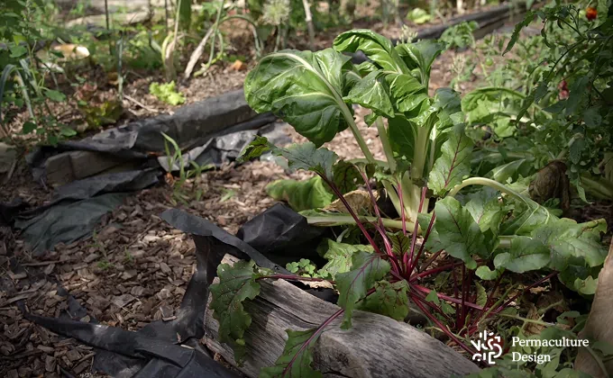 Légumes dans un potager dans un jardin-forêt.