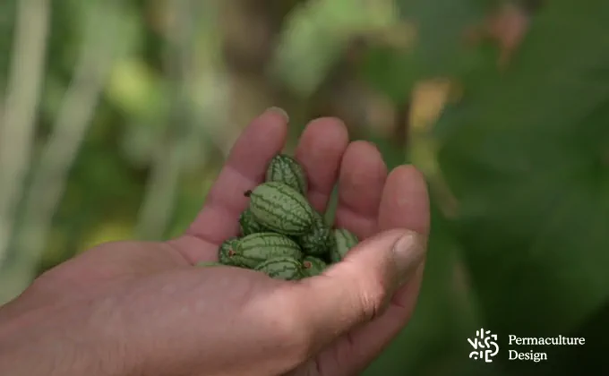 Récolte de cucamelons dans une une main dans un jardin-forêt.